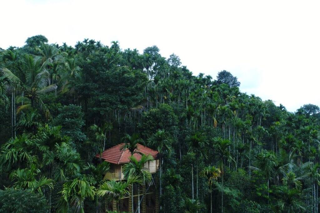 Relax above the forest canopy