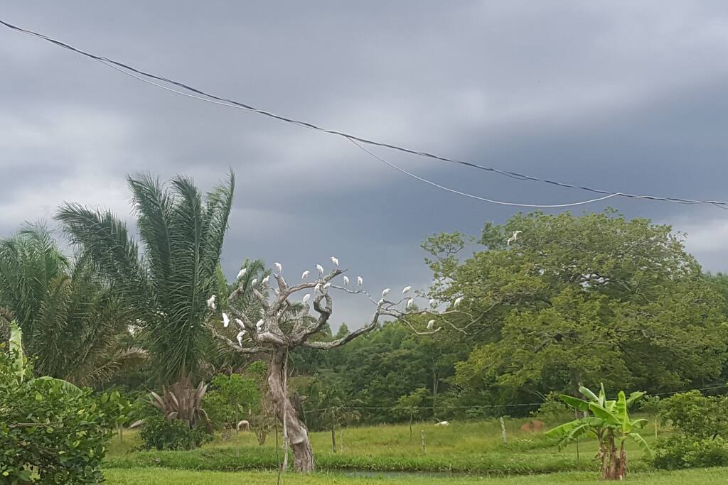 Lado Izquierdo