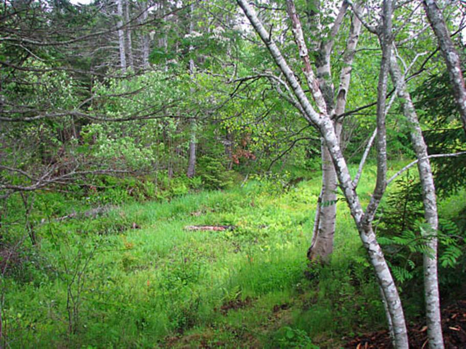 View of brook at start of Summer
