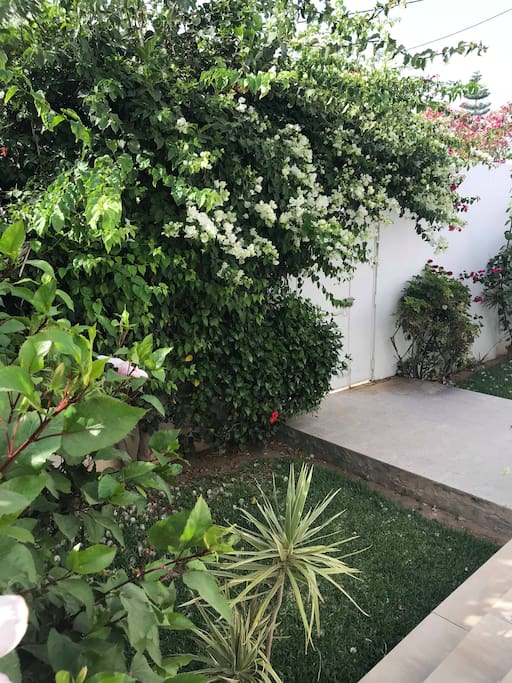 Jardin
