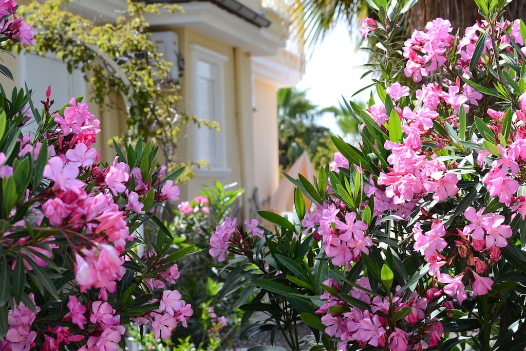 All areas of the garden are bordered with pink rose, oleander and bougainvillea blossoms. Some areas are totally private and offer views of the mountain and forest