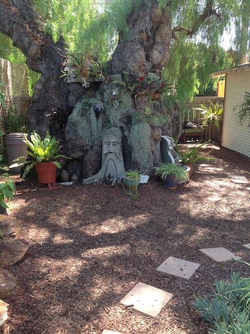 Magical 100 year old California Pepper tree