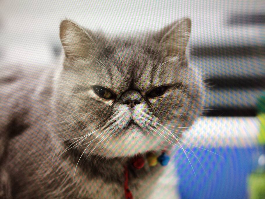 the cat