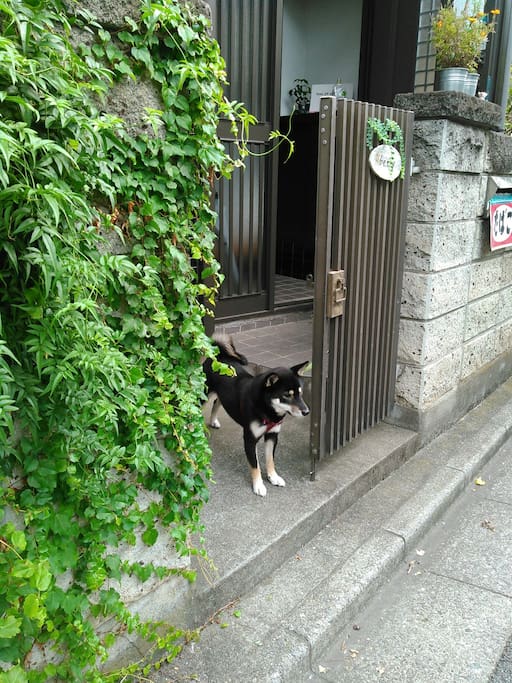 my doggy shiba