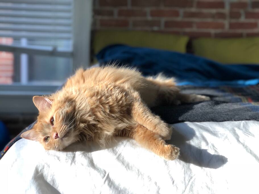 This is Charles (Chuck for short) - our most rambunctious roommate :)
