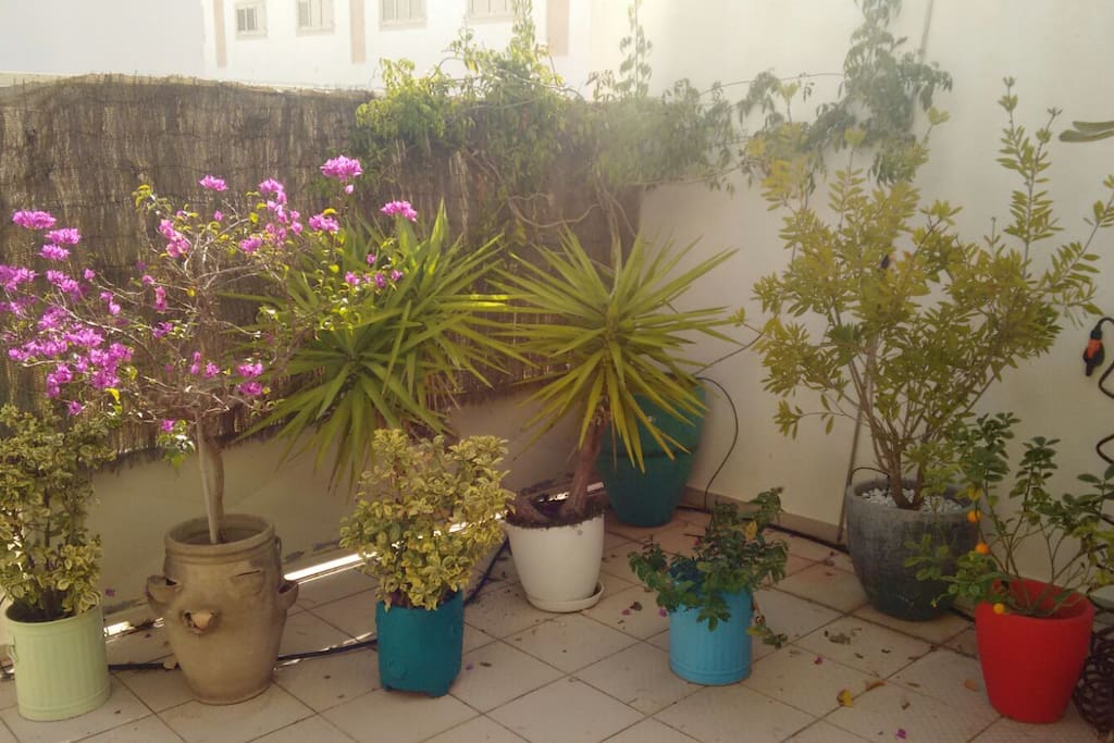 Patio delantero