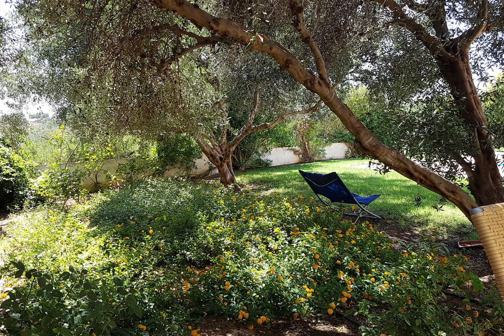 The garden
