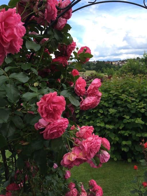 Blick im Sommer in die Ferne