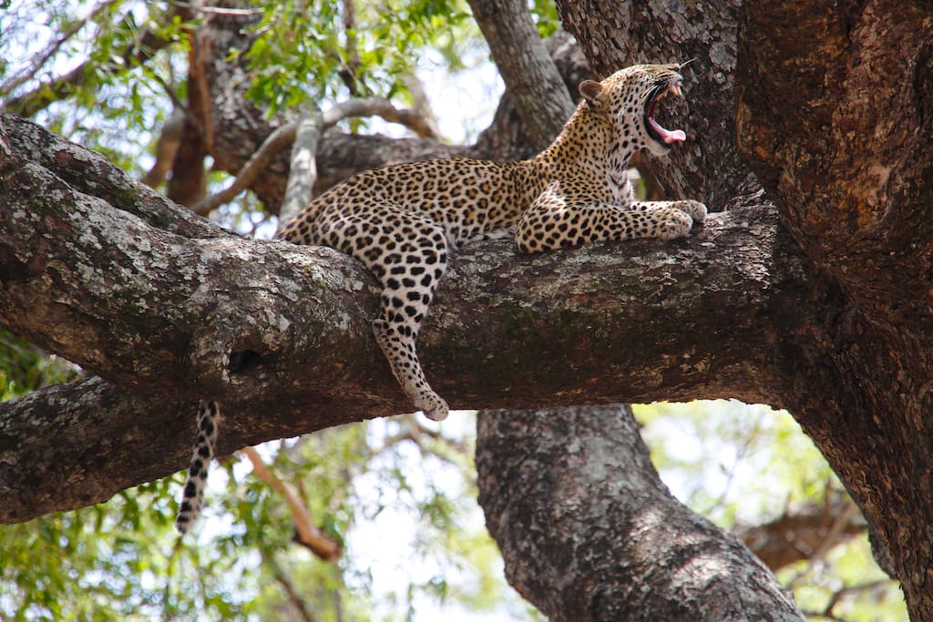 Leopard in Kruger National Park