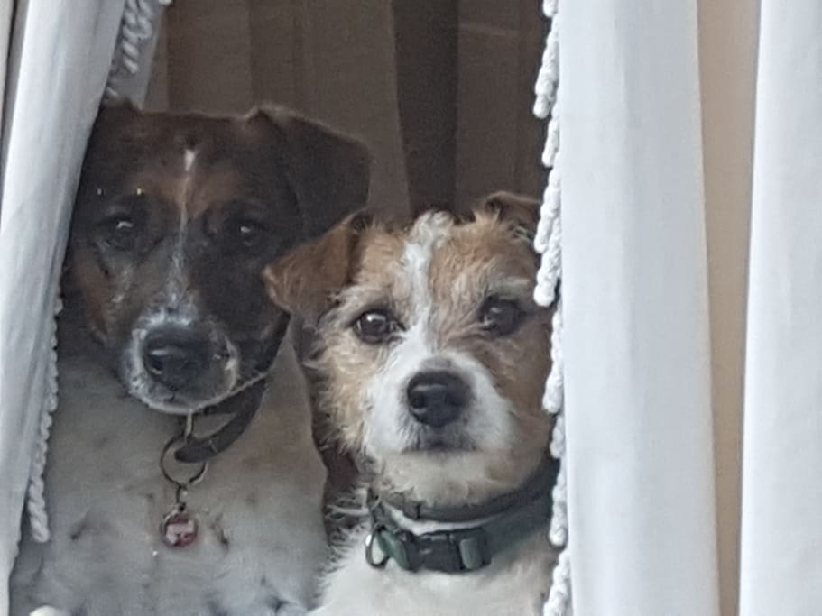 Dog Friendly
