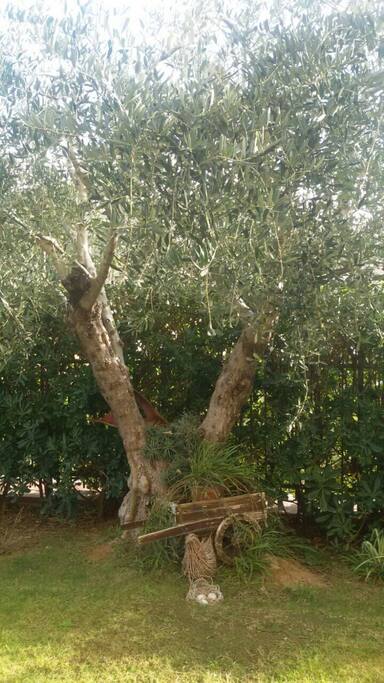antico ulivo