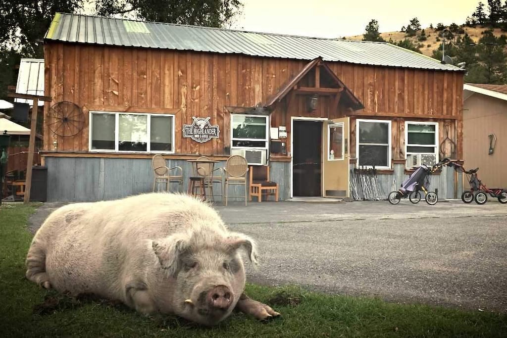 Our pet, Porkchop