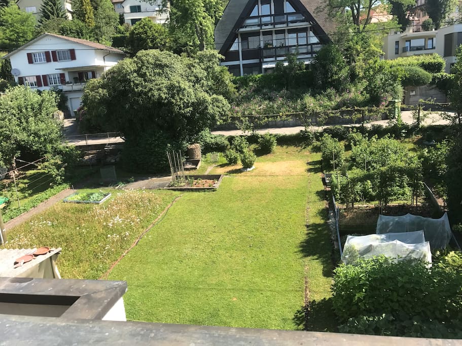 The garden