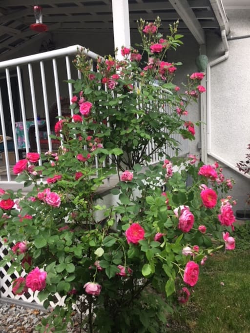 Springtime roses