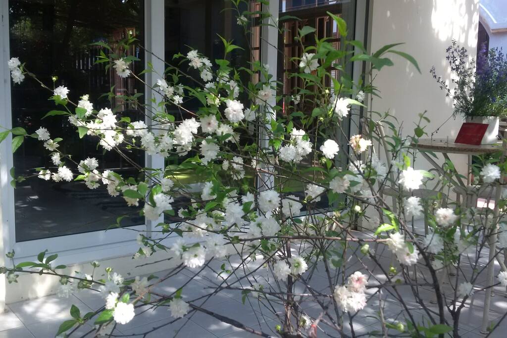 White Flowers,