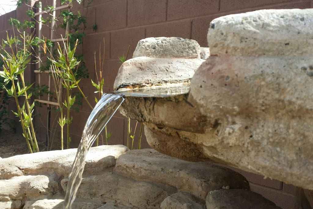 Fountain in the back garden brings a variety of birds and lizards to our little watering hole.