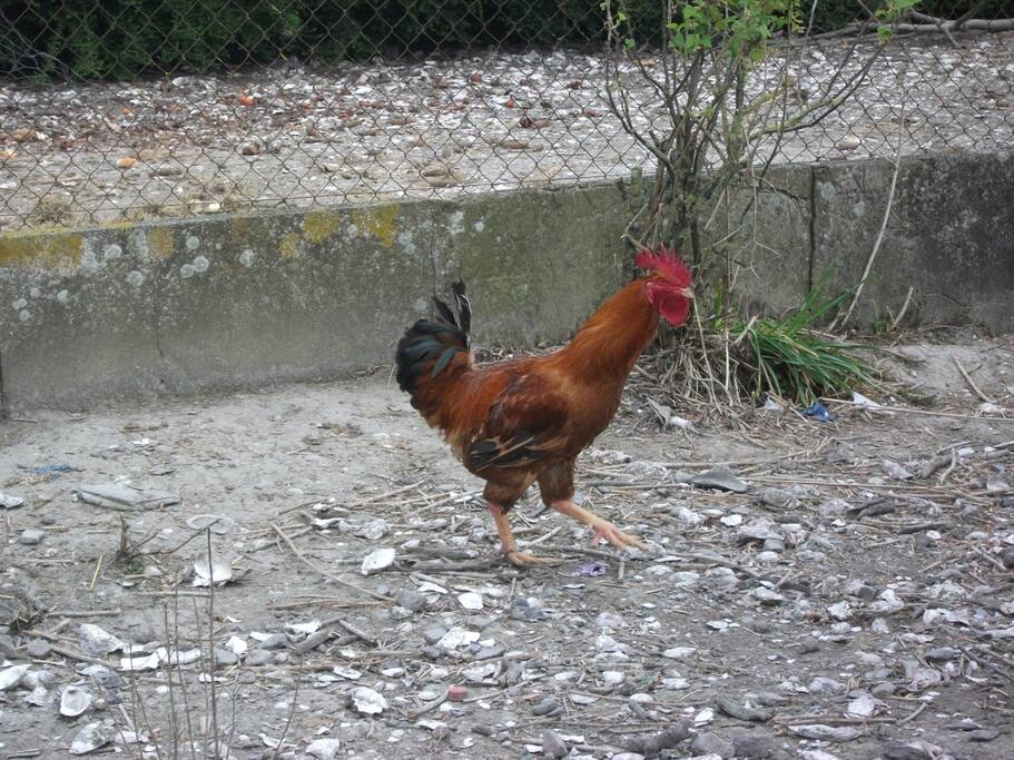 Mon coq