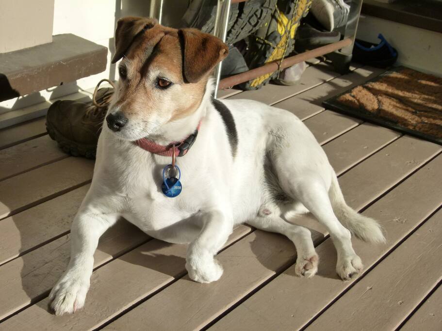 Ollie the Dog