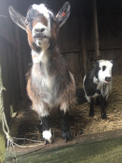 Pumba and Hattie (Hattie on the right sporting the bearded lady look)
