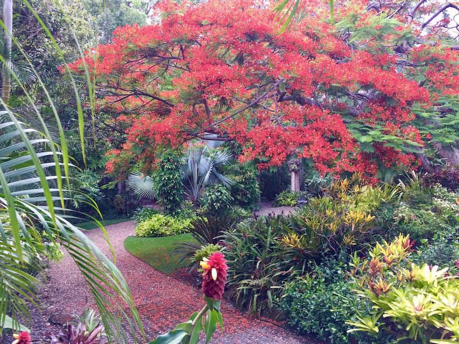 Lush tropical gardens with meandering gravel walks
