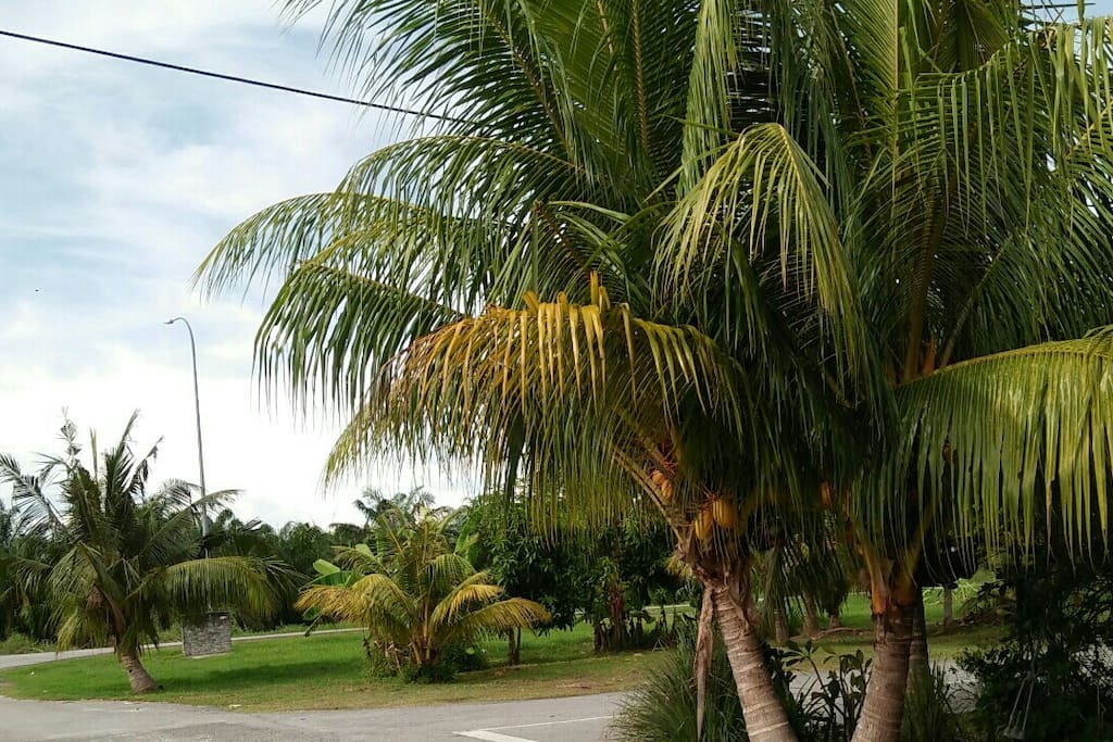 椰树
coconut tree