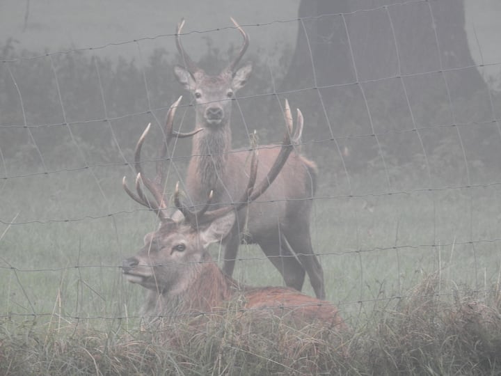 Majestic deer in the mist