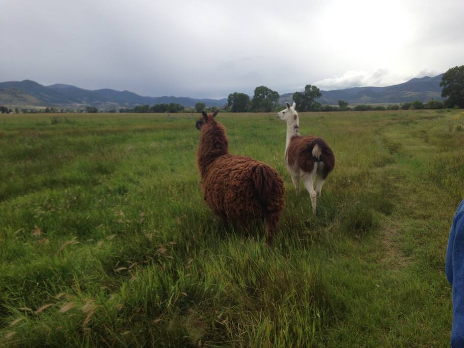 Llamas out for a stroll in South pasture
