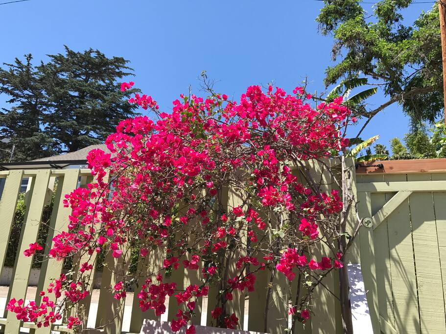 flowers in back.