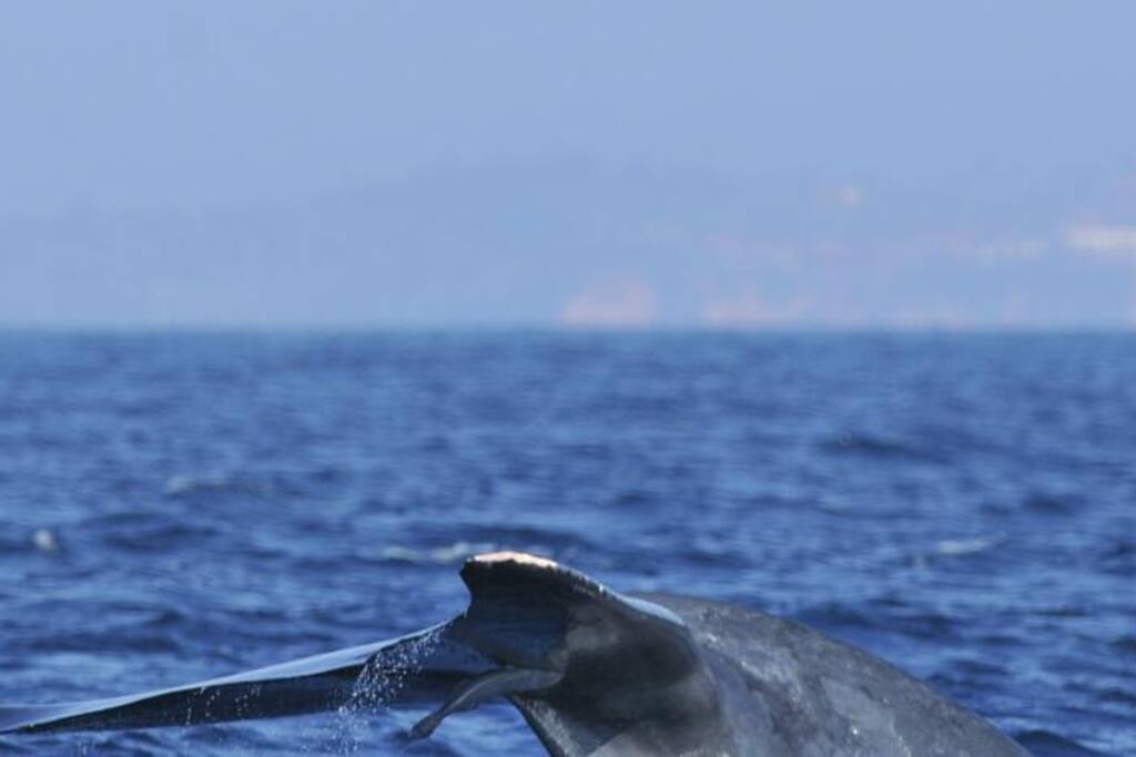 whale watching