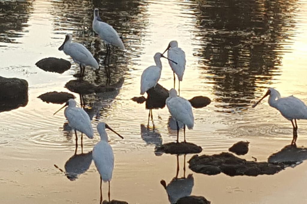 Bird life - spoonbills feeding on the river