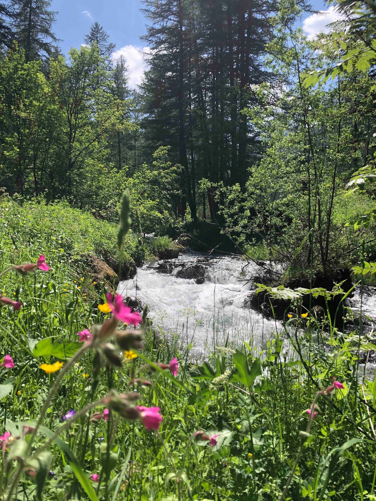 A serene scene features a flowing stream surrounded by lush greenery and wildflowers. Sunlight filters through trees, creating dappled light across the vibrant landscape. The gentle movement of the water adds a sense of calmness to the natural setting.