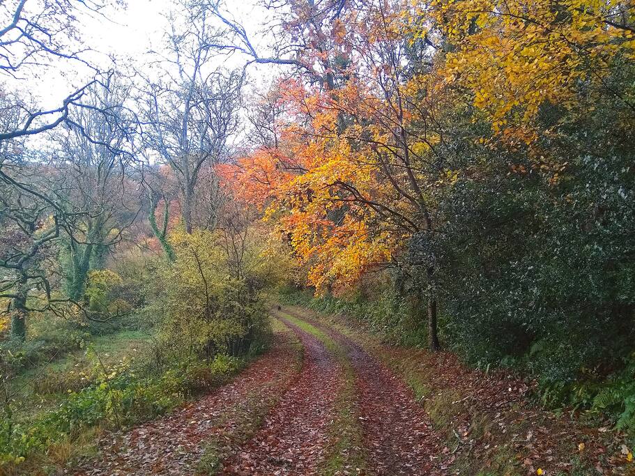 Autumn on the drive