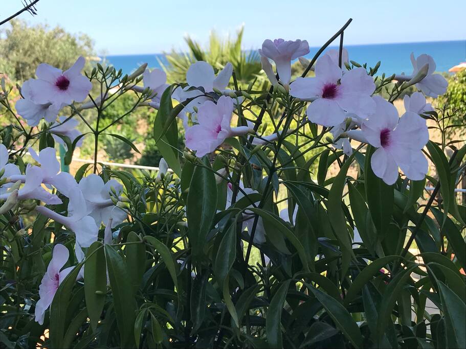 Vegetazione del giardino