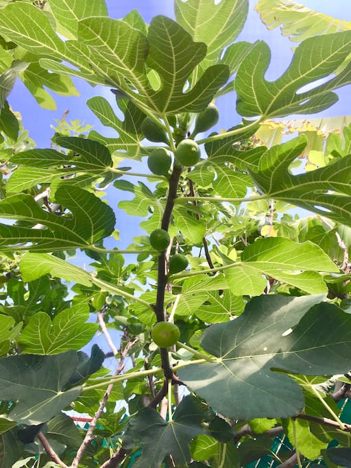 Figs in the garden