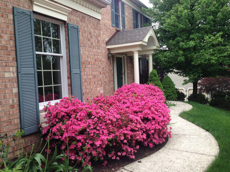 Spring lovely flowers
