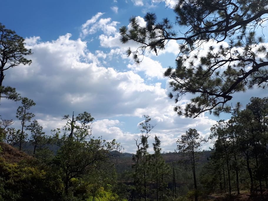 Bosque de pino donde está la cabaña