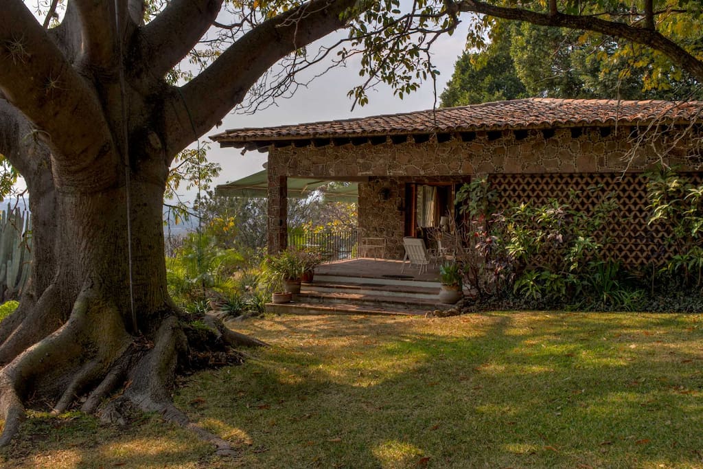 Terraza y ceiba