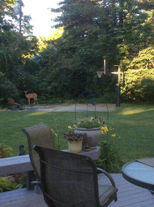 Feels like you are up north but 5 minutes from MSU