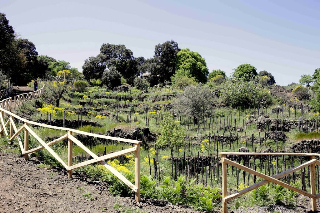 The vineyard at the agritourismo