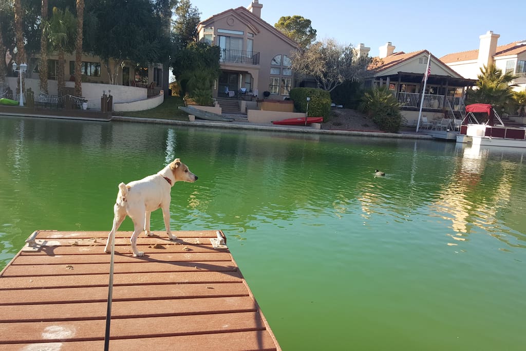 Dru (our Jack Russel) Stands Watch
