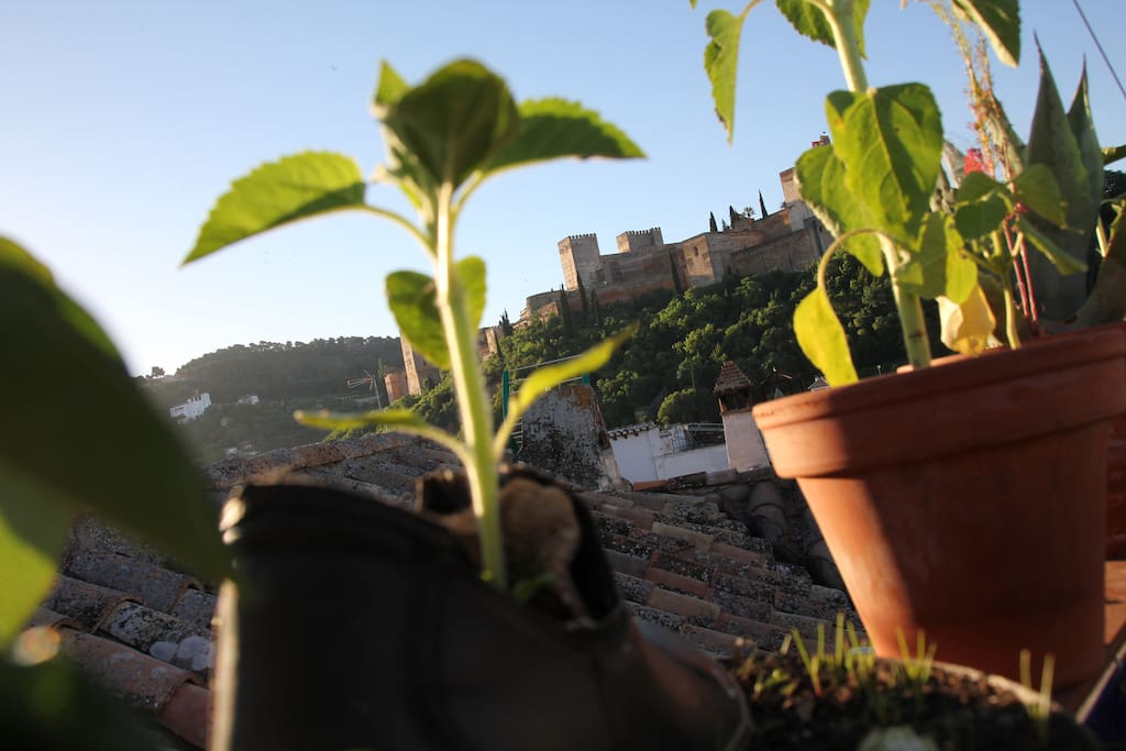 Un jardín secreto en nuestra terraza frente a la Alhambra. Secret garden in our terraze, just in front of Alhambra.