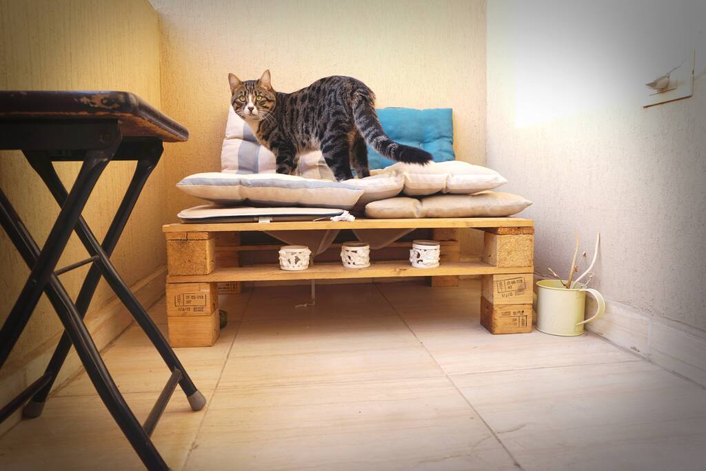 Meet Tutsi!