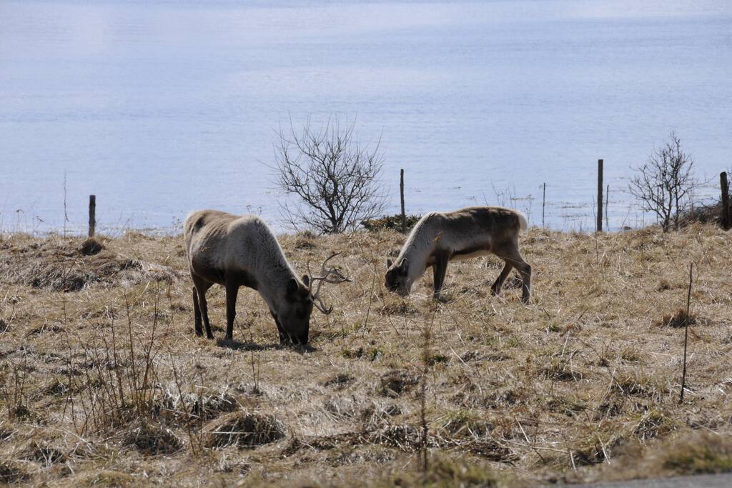 Reinsdyrene vandrer ofte rundt husene