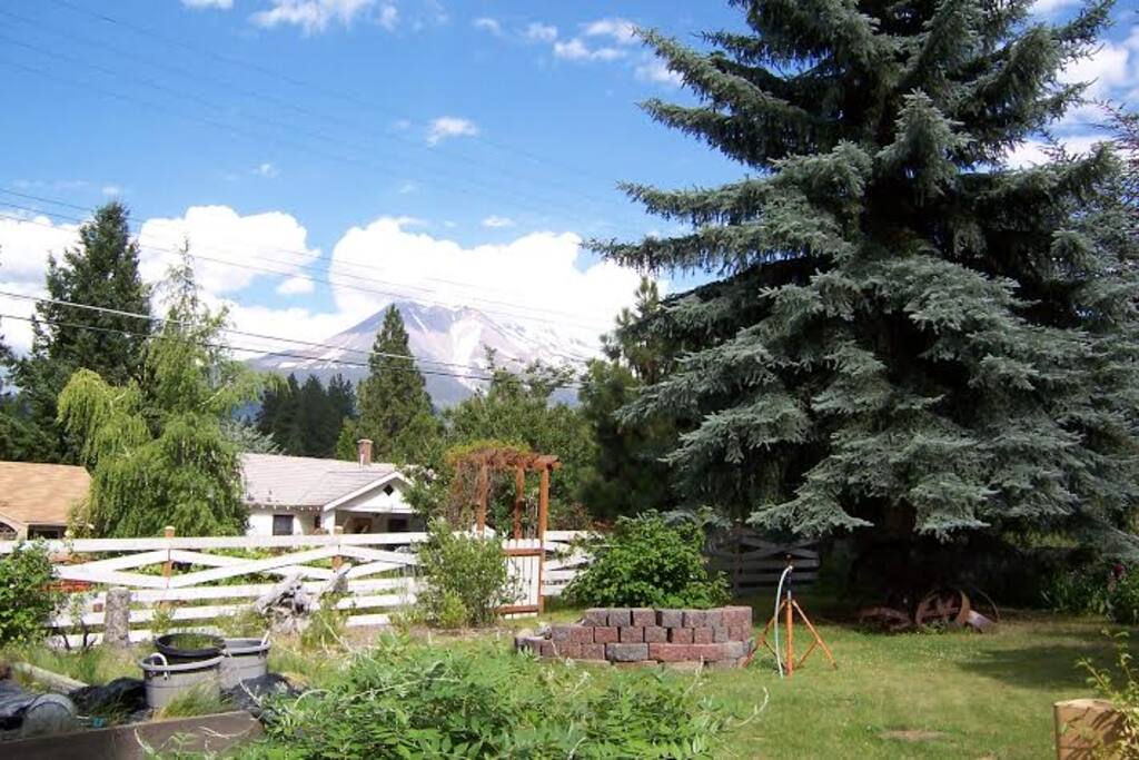 Mt Shasta from our garden