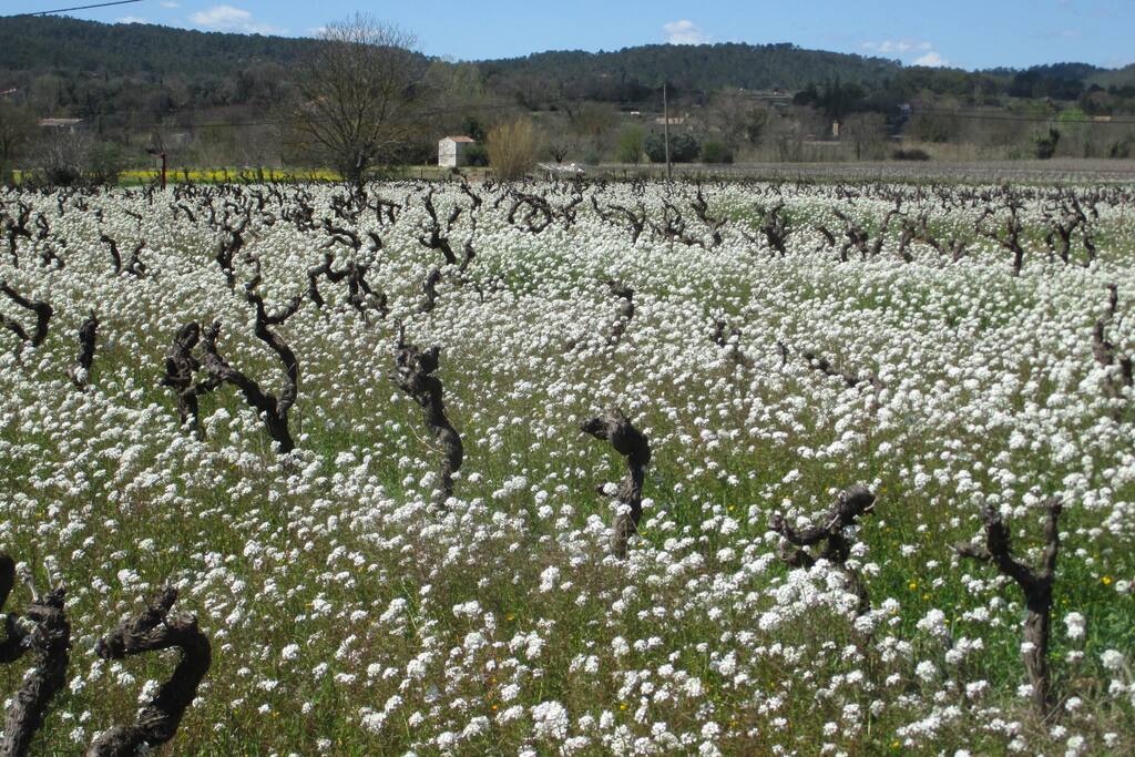 Les vignes en avril