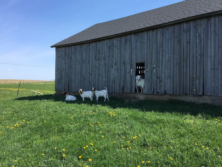 Goats to greet your arrival.