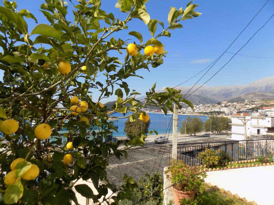 fresh lemons in the garden!