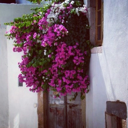 A vivid display of bougainvillea cascades over a textured white wall, featuring shades of pink and white flowers. An antique wooden door, partially visible, adds a contrasting earthy element to the vibrant greenery surrounding it.