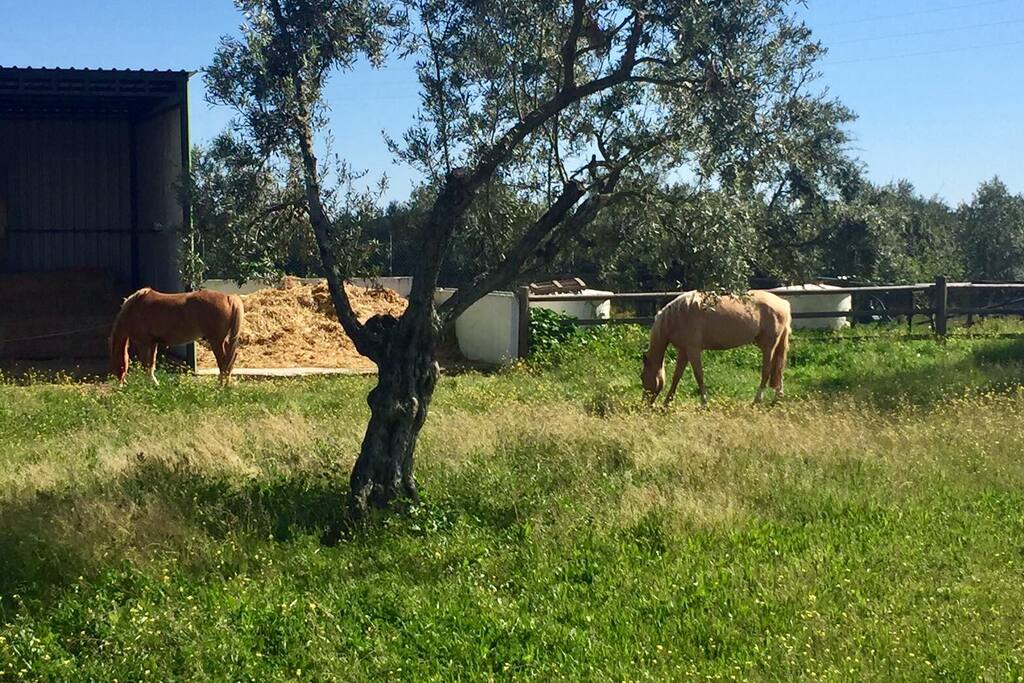 Fields of the property