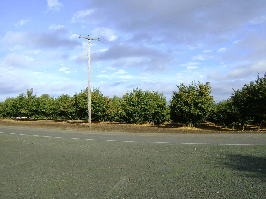 Hazelnut orchard across the road